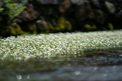 梅花藻