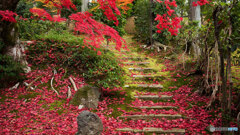 京都紅葉狩り ⑨