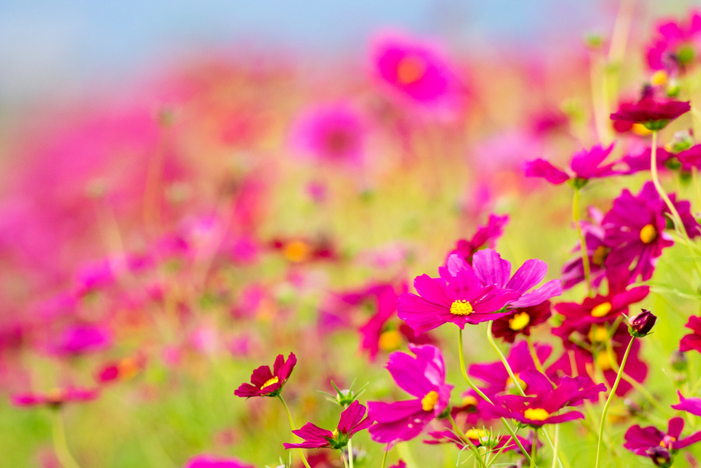 秋桜