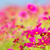 秋桜
