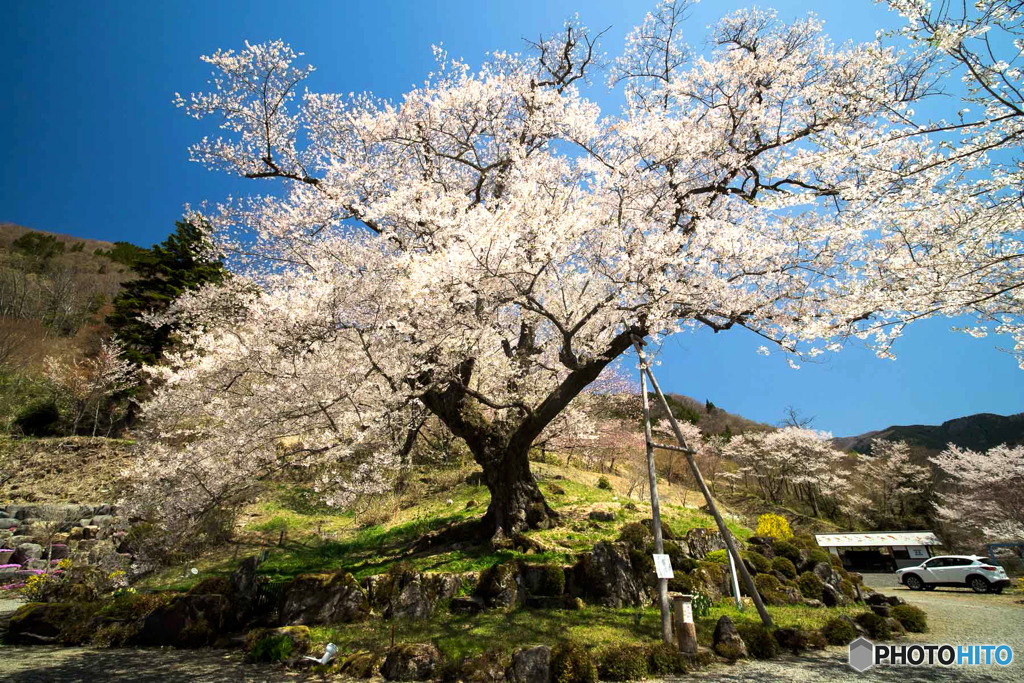 エドヒガン桜