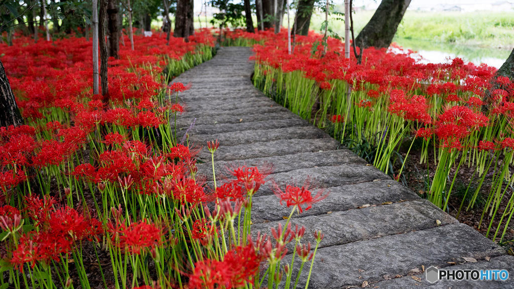 曼珠沙華