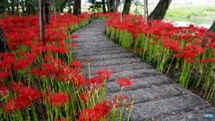 曼珠沙華