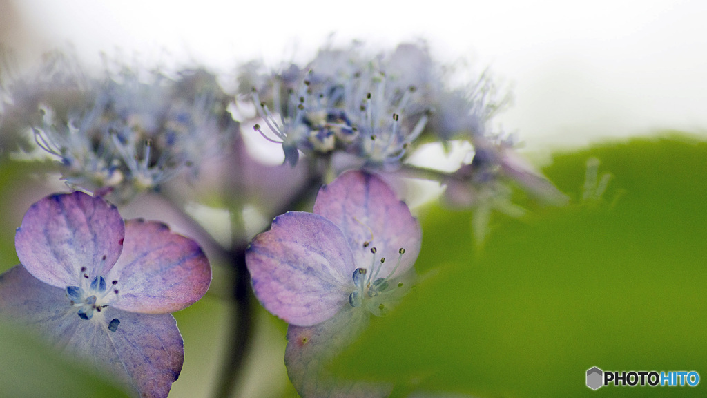 山紫陽花