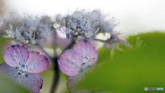 山紫陽花