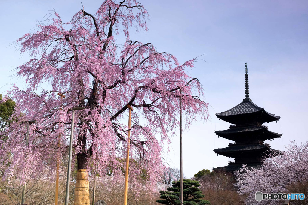 不二桜