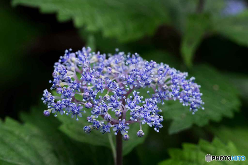小紫陽花