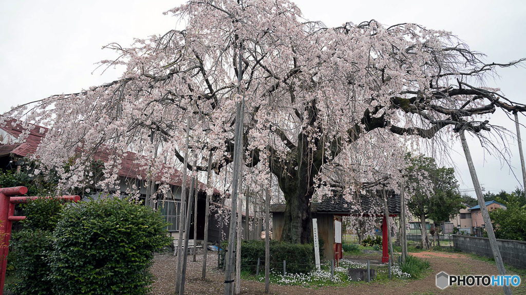雲上の枝垂桜