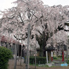 雲上の枝垂桜