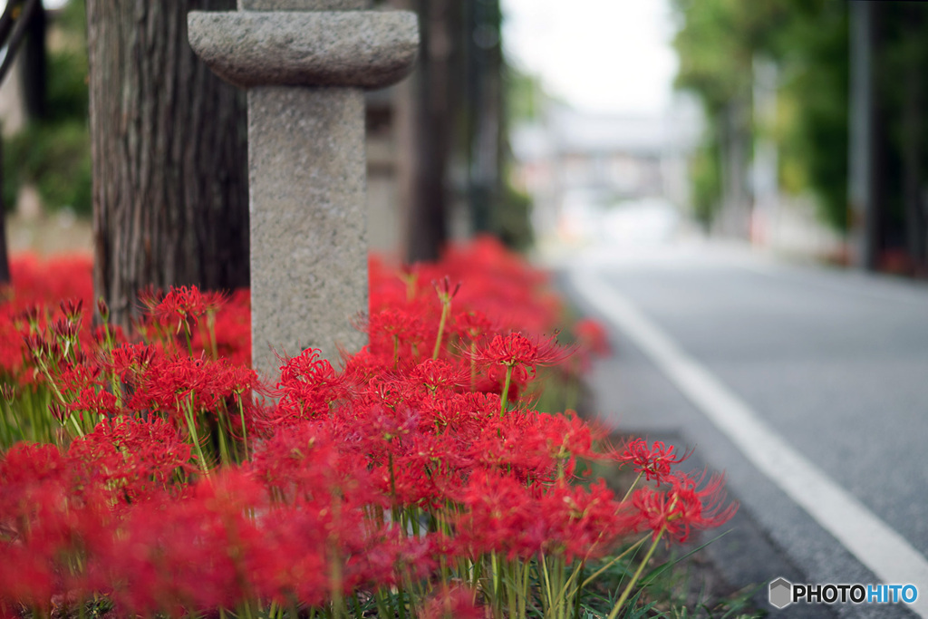 彼岸花の咲く風景12