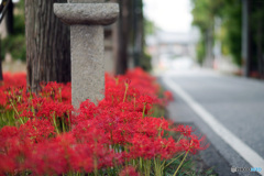 彼岸花の咲く風景12