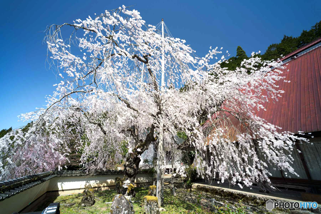 しだれ桜