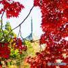 紅葉と塔