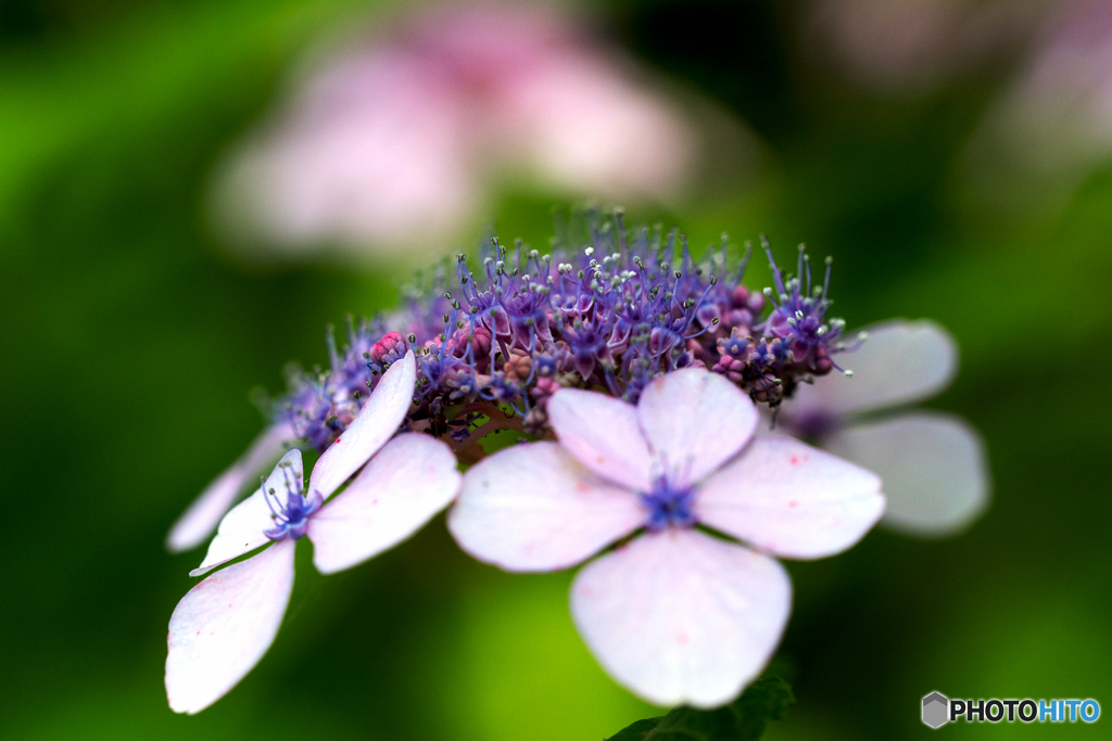 山紫陽花