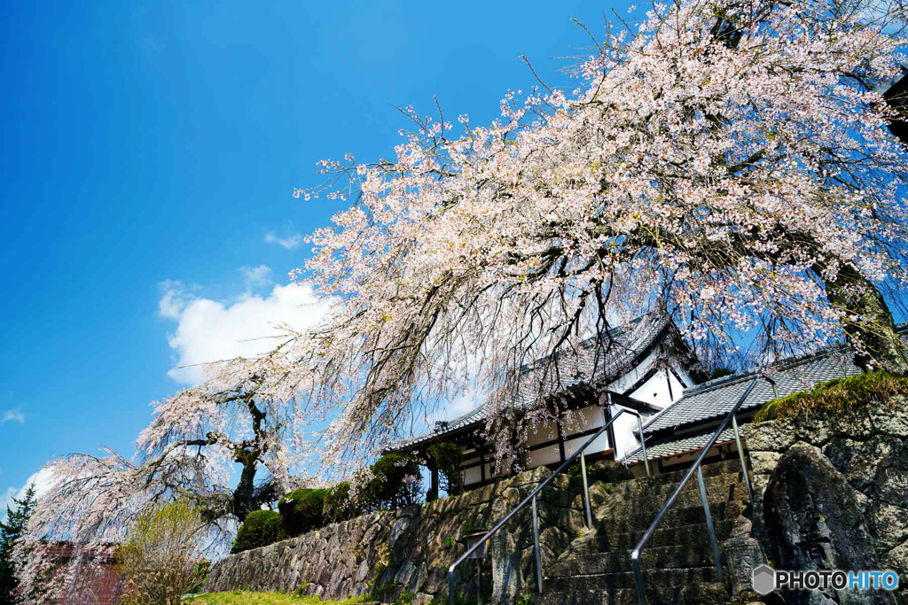 しだれ桜