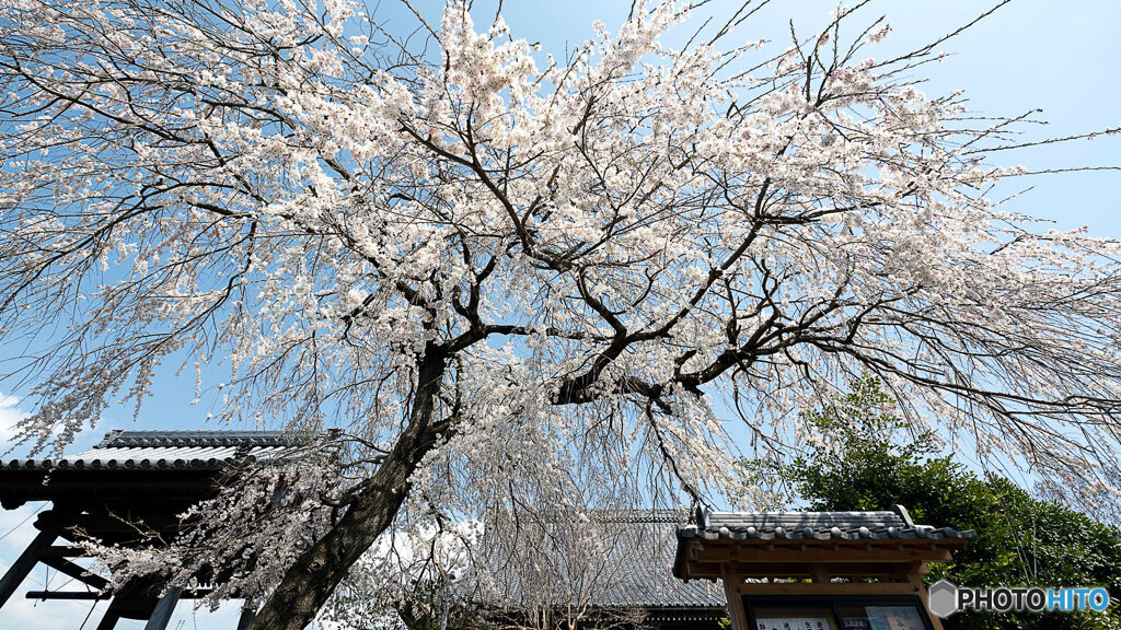 しだれ桜
