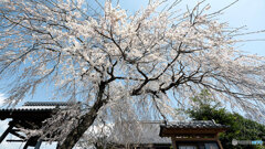 しだれ桜