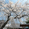 しだれ桜