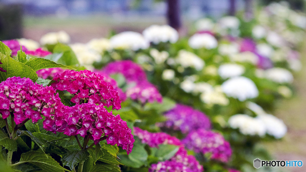 紫陽花ロード