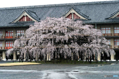 大きなしだれ桜