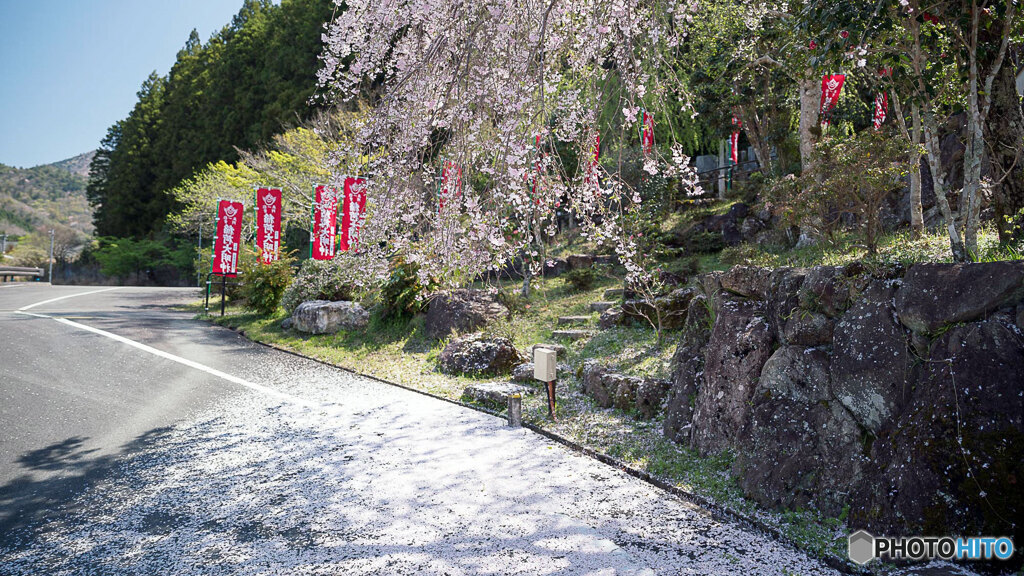 桜じゅうたん