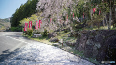 桜じゅうたん