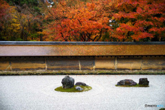 京都紅葉巡り