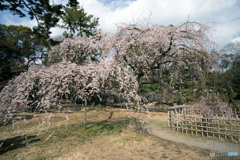 早咲きのしだれ桜