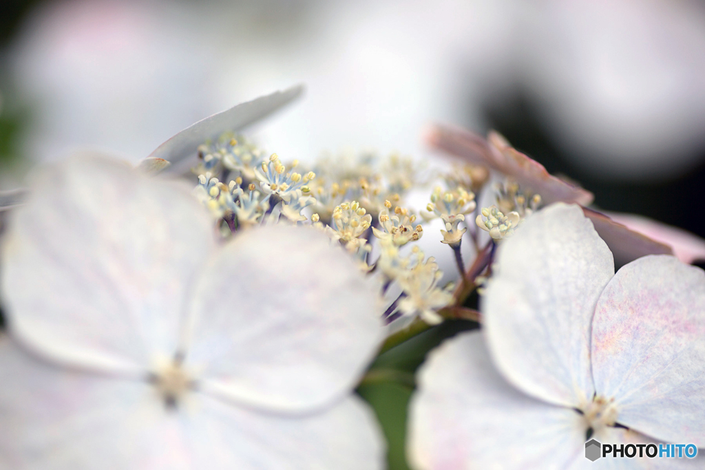 紫陽花