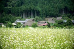 美山　かやぶきの里