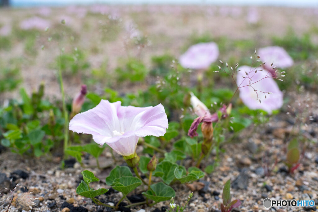 湖岸のハマヒルガオ群生地