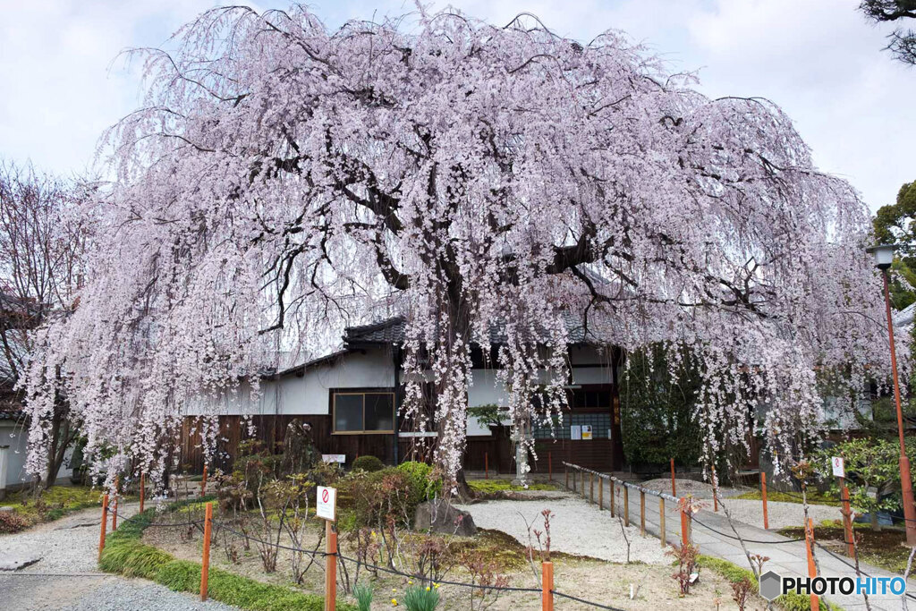 しだれ桜