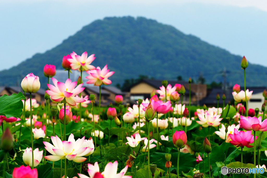 天上の花