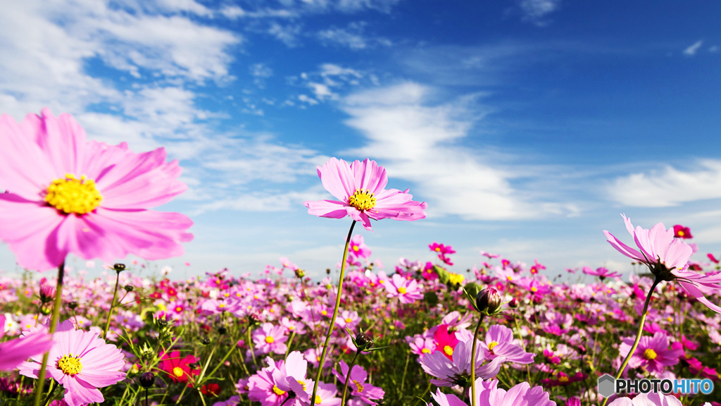 秋空とコスモス