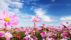 秋空とコスモス