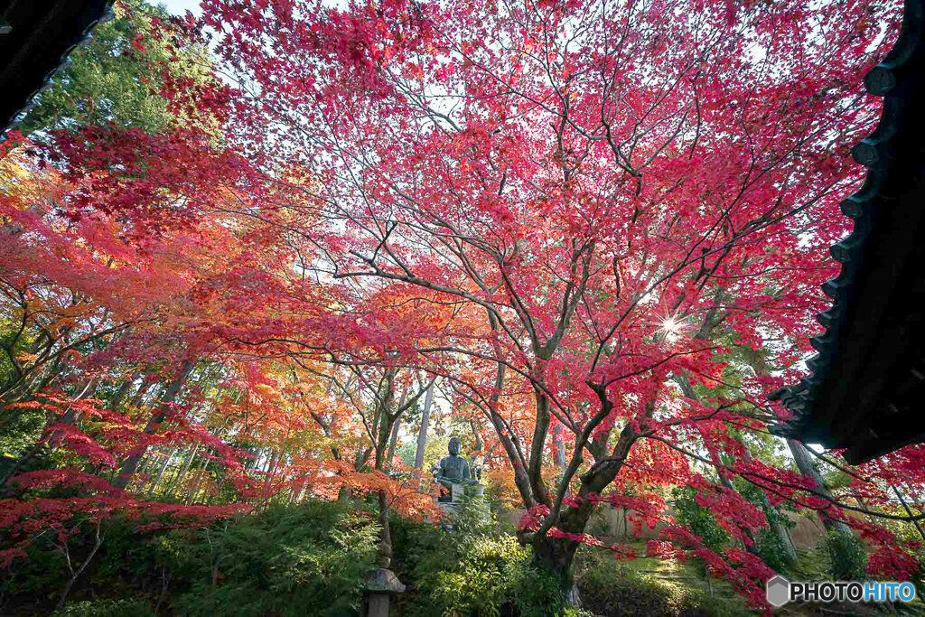 京都紅葉便り ⑫