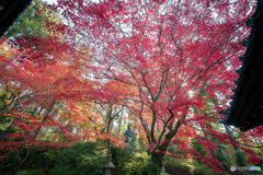 京都紅葉便り ⑫