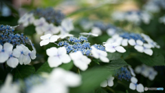 額紫陽花