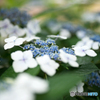 額紫陽花