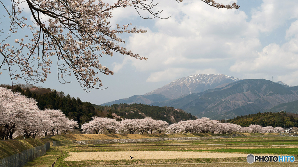 桜並木と伊吹山
