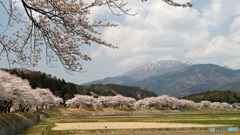 桜並木と伊吹山
