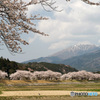 桜並木と伊吹山