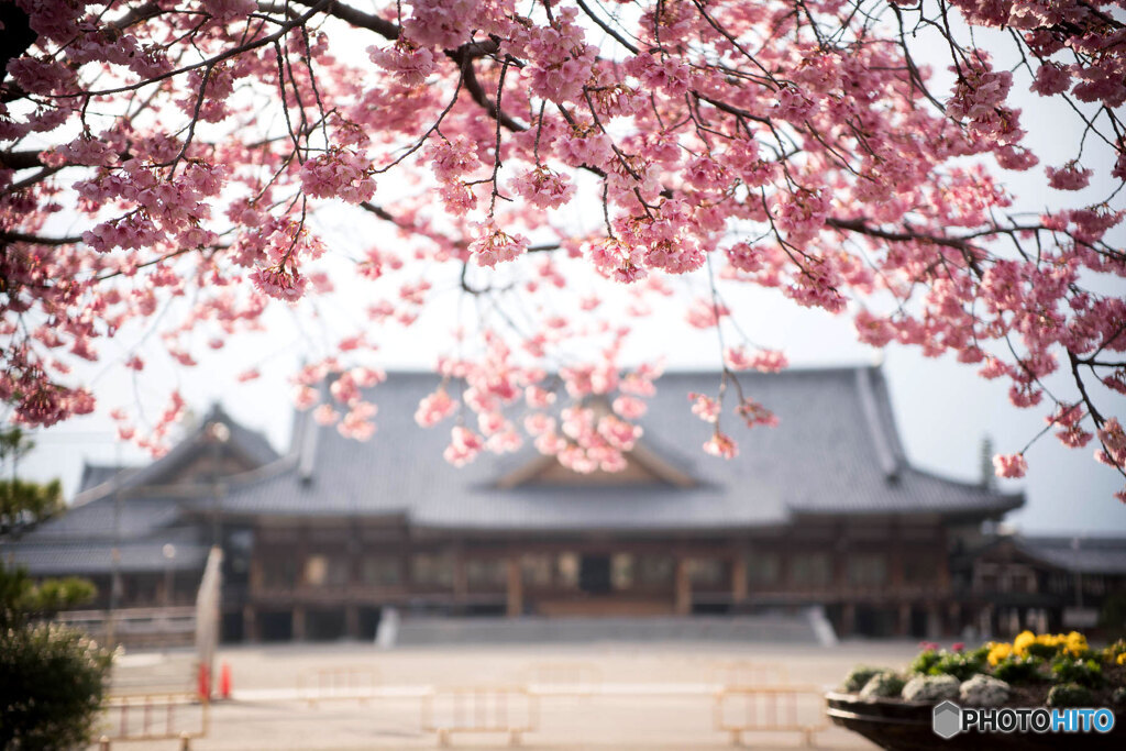 あたみ桜