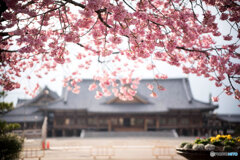 あたみ桜