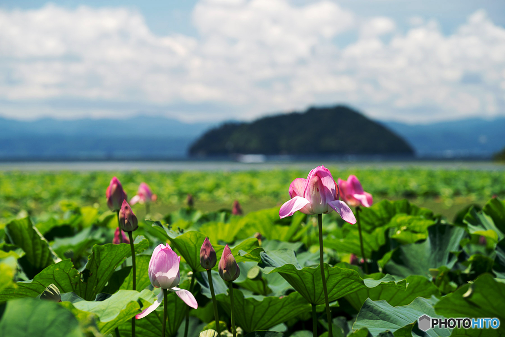 蓮のある風景