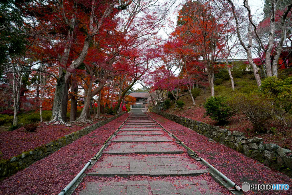 落ち葉紅葉参道