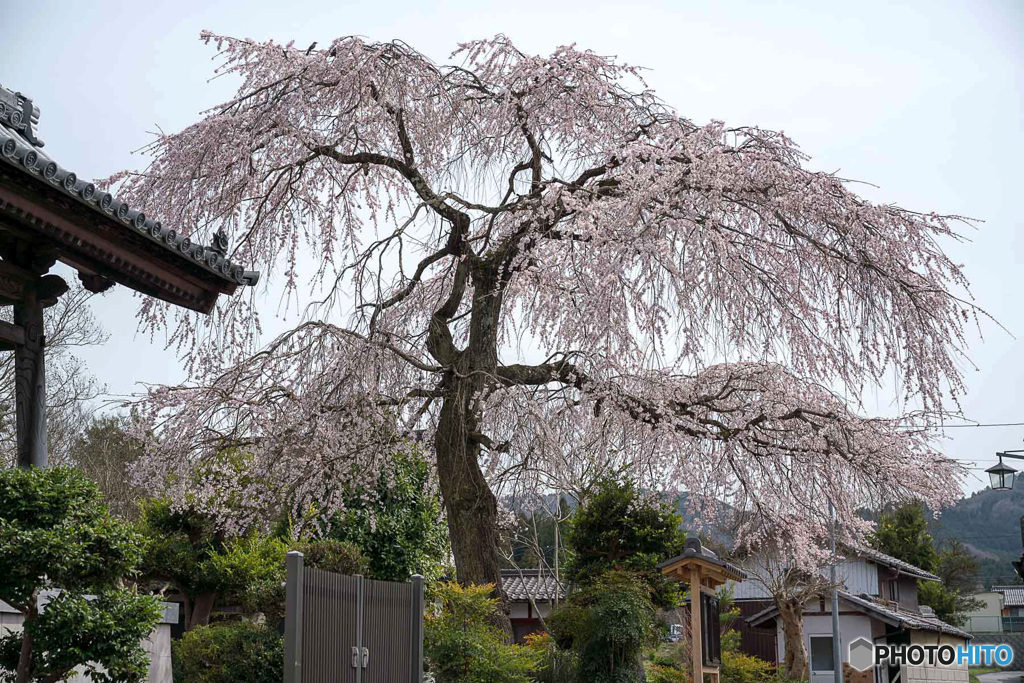しだれ桜