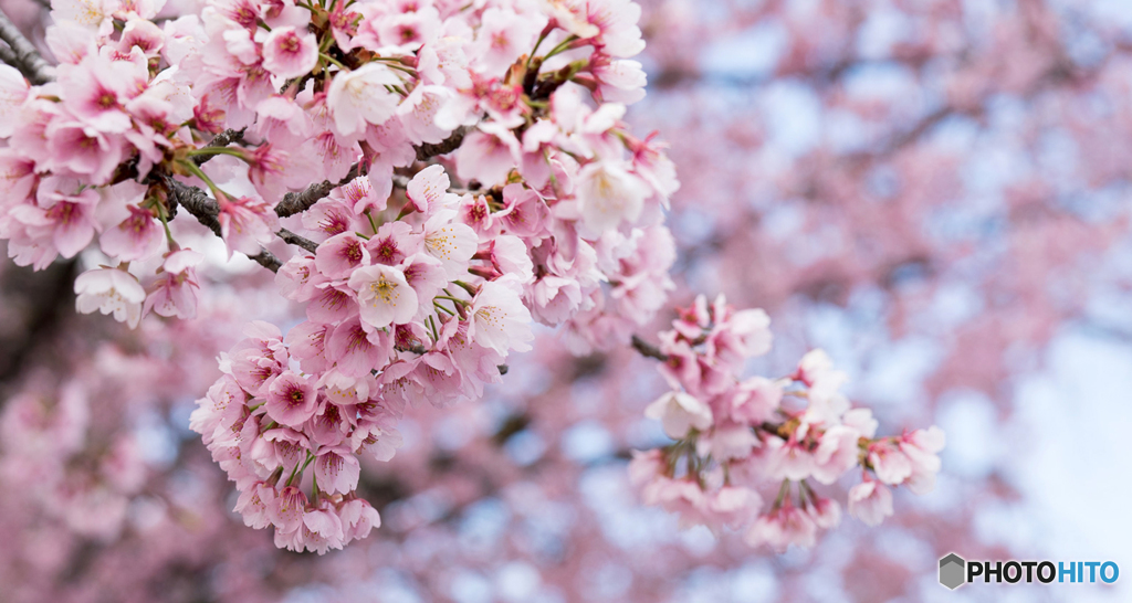 緋寒桜満開