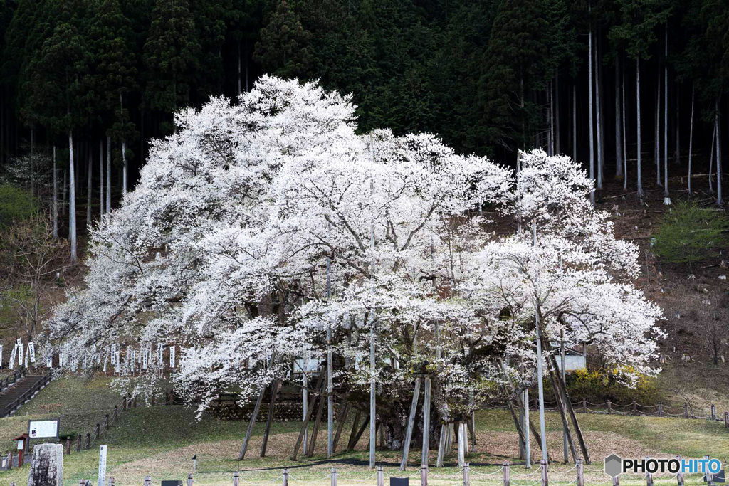 淡墨桜