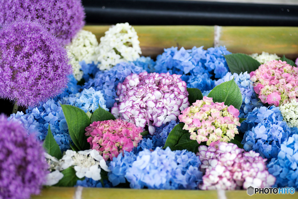 紫陽花花手水